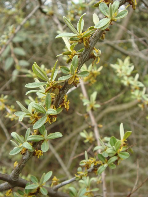 Hippophae rhamnoides fleur